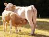 Cattle welfare: Why it is important to ensure good conditions for cows