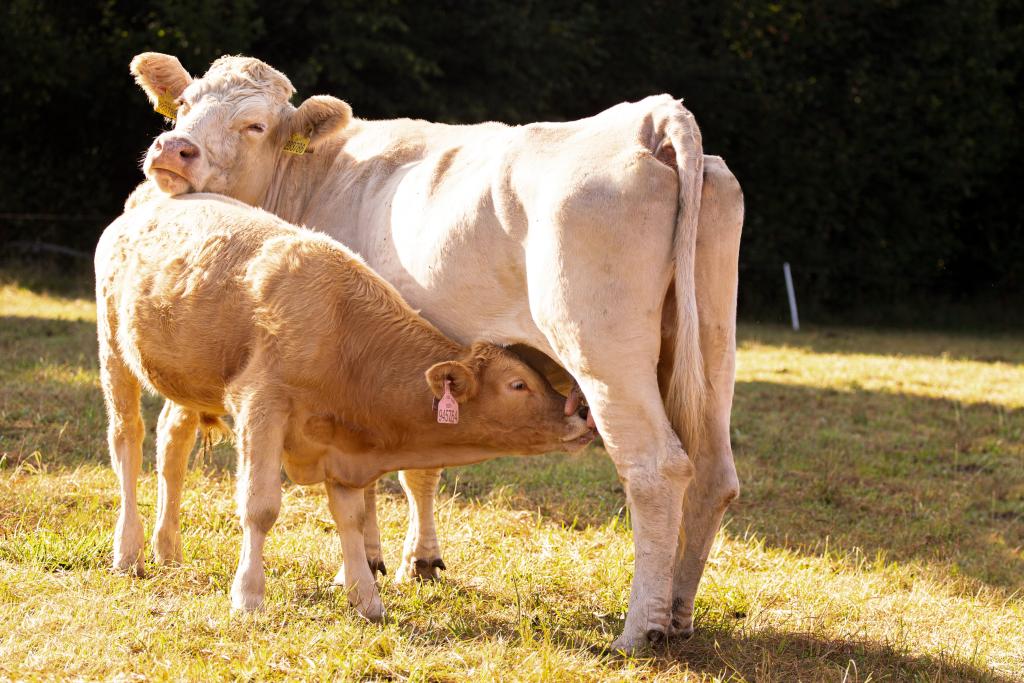 AGROFERT - Welfare skotu